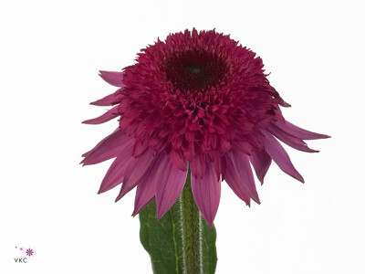 Echinacea purpurea 'Catharina'