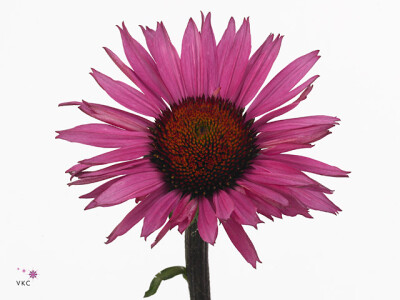 Echinacea 'Fatal Attraction'