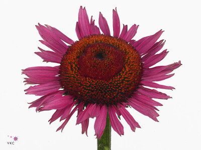 Echinacea purpurea 'Vintage Wine'