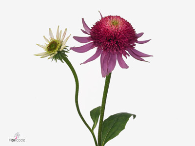 Echinacea purpurea Souvenir Red