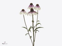 Echinacea Pretty Parasols