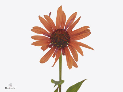 Echinacea Orange Passion