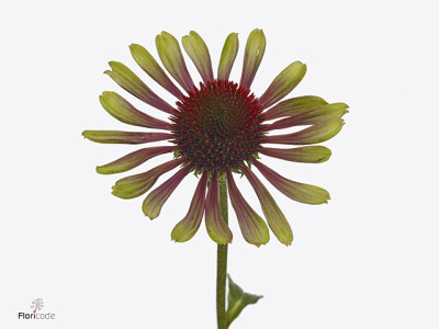 Echinacea purpurea 'Green Twister'