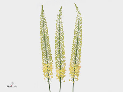 Eremurus Shelford Yellow Sun