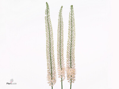 Eremurus Shelford Pink Star