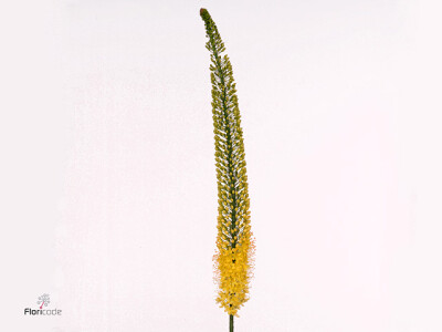 Eremurus 'Yellow Rebel'