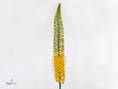 Eremurus 'Image'