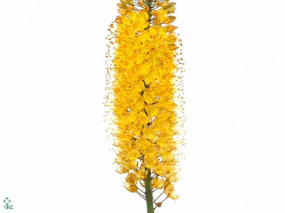 Eremurus 'Pinokkio'