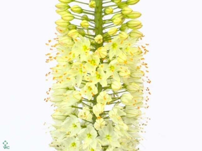 Eremurus 'White Beauty Favourite'