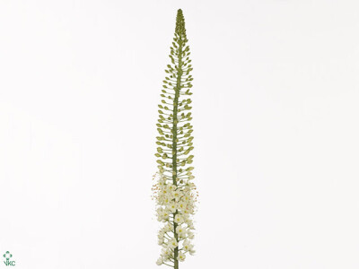 Eremurus 'White Wedding'