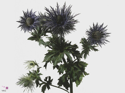 Eryngium x zabelii 'Donard Variety'