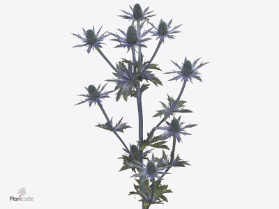 Eryngium 'Jos Eijking'