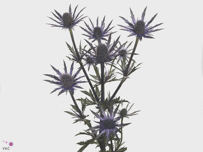 Eryngium alpinum 'Blue Star'