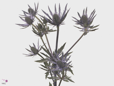 Eryngium 'Blue Surprise'