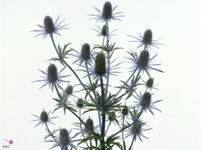 Eryngium 'Blue Angel'