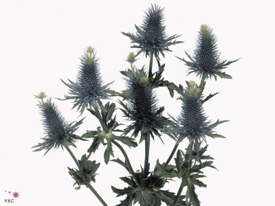 Eryngium Supernova Questar