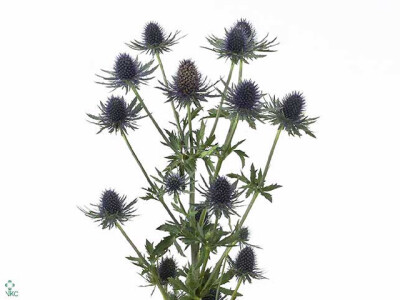 Eryngium Aquarius Questar