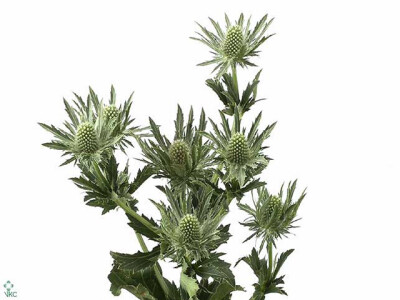 Eryngium Sirius Questar