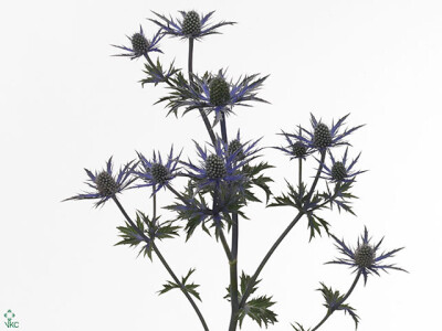 Eryngium alpinum 'Jewel Stone'