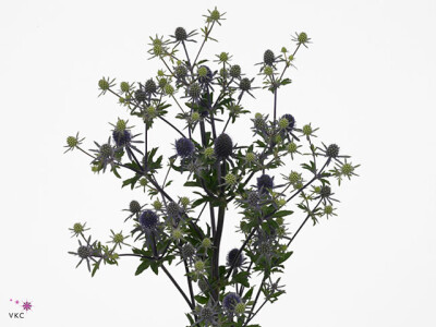 Eryngium planum 'Blue Glitter'