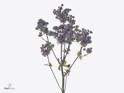 Eryngium planum Magical Purple Stars