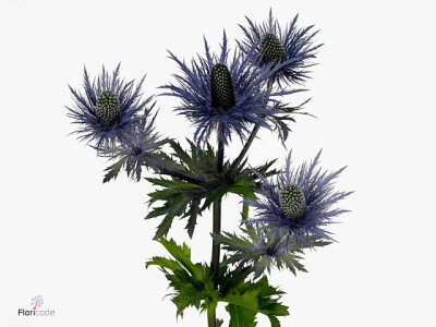 Eryngium alpinum 'Don Stone'