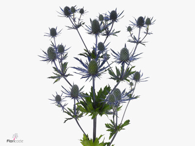 Eryngium planum Magical Blue Lagoon