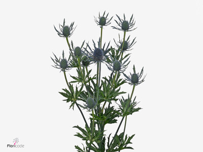 Eryngium alpinum Blue Dynamite