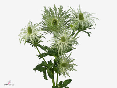 Eryngium 'Lovely White-Green'