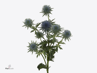 Eryngium 'Magnetar'