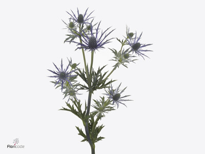 Eryngium Electric