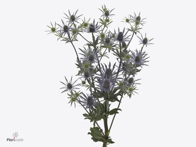 Eryngium planum 'Bright Surprise'