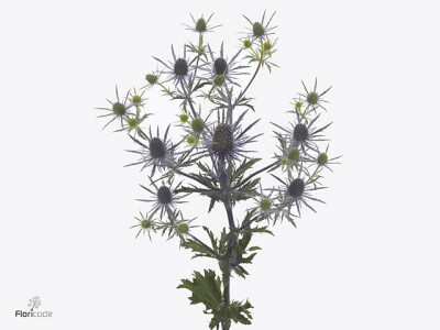 Eryngium planum 'Diamond Surprise'