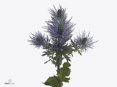 Eryngium alpinum Arista Mavicta