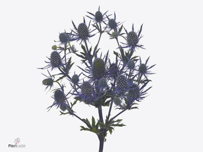 Eryngium Nila Mavicta