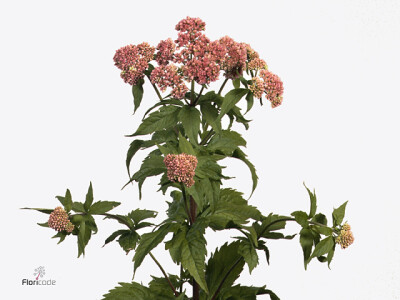 Eupatorium cannabinum 'Plenum'