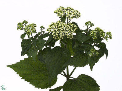 Eupatorium rugosum 'Braunlaub'