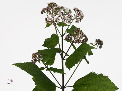 Eupatorium rugosum Lucky Pink