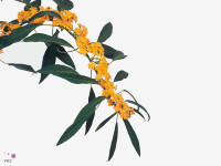 Euphorbia fulgens 'Yellow River'