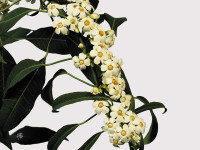 Euphorbia fulgens 'Quicksilver'