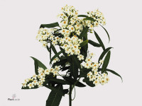 Euphorbia fulgens vertakt 'Quicksilver'