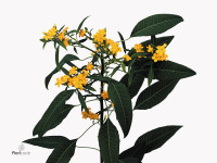 Euphorbia fulgens vertakt 'Cream Yellow River'
