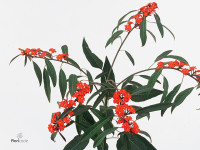 Euphorbia fulgens vertakt 'Queen of Orange'