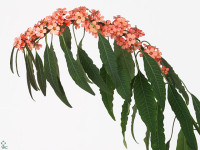 Euphorbia fulgens 'Fire King'