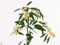 Euphorbia fulgens vertakt 'Cognac Baron'