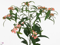 Euphorbia fulgens vertakt Pink Baron