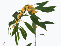 Euphorbia fulgens 'Cognac Baron'