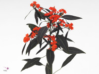 Euphorbia fulgens vertakt 'Ruby Red'