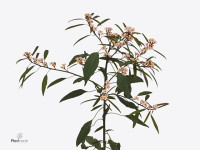 Euphorbia fulgens vertakt 'Fire King'