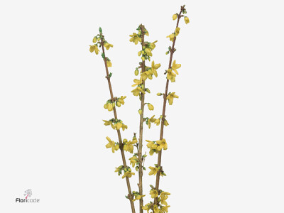 Forsythia intermedia Golden Fantasy